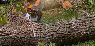 How Our Tree Care Process Works  in  Five Points, OH